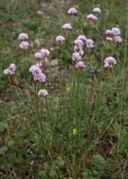 Armeria arenaria