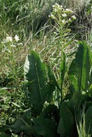 Armoracia rusticana