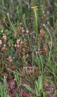 Arnoseris minima