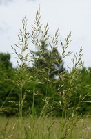 Arrhenatherum elatius