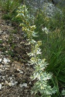 Artemisia absinthium