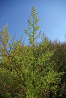 Artemisia annua