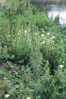 Artemisia biennis