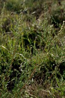 Artemisia campestris