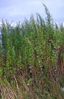 Artemisia verlotiorum