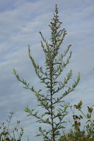 Artemisia vulgaris
