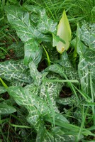 Arum italicum