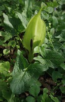 Arum maculatum