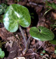 Asarum europaeum