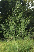 Asparagus officinalis
