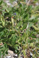 Asperugo procumbens
