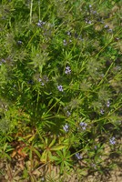 Asperula arvensis
