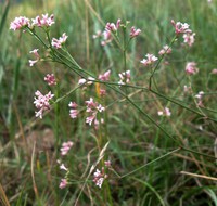 Asperula cynanchica