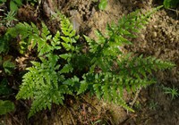 Asplenium adiantum-nigrum