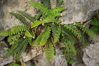 Asplenium ceterach