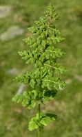 Asplenium foreziense