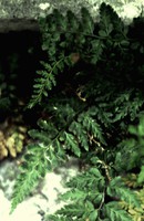Asplenium obovatum