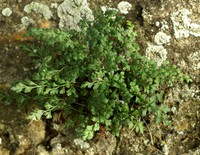 Asplenium ruta-muraria