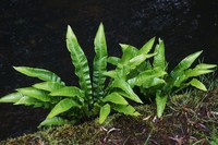 Asplenium scolopendrium