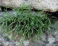 Asplenium septentrionale
