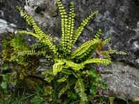 Asplenium trichomanes