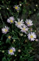 Aster amellus