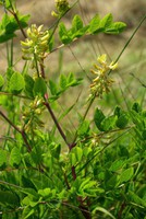 Astragalus glycyphyllos