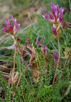 Astragalus monspessulanus