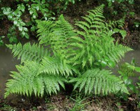 Athyrium filix-femina