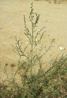 Atriplex patula