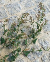 Atriplex prostrata