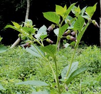 Atropa belladonna