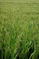 Avena fatua