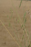 Avena sterilis