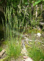 Avenella flexuosa