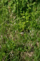 Avenula pubescens