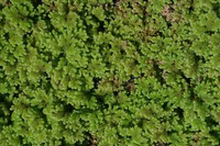 Azolla filiculoides