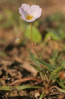 Baldellia repens
