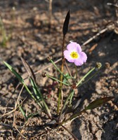 Baldellia ranunculoides