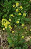 Barbarea vulgaris