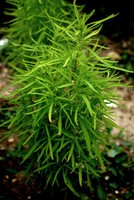 Bassia scoparia