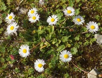 Bellis perennis