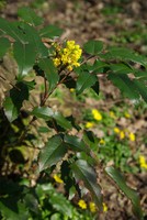 Berberis aquifolium