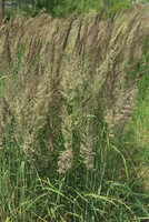 Calamagrostis epigejos