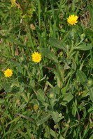 Calendula arvensis