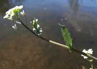 Calepina irregularis