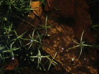 Callitriche brutia