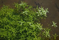 Callitriche hamulata