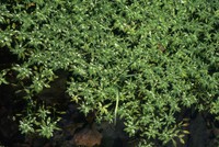 Callitriche obtusangula