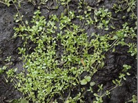 Callitriche palustris